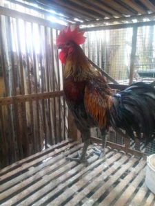 Jenis Ayam Hias Yang Paling Banyak Diminati Di Indonesia Ayamkalkun