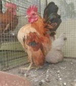 Jenis Ayam Hias yang Paling Banyak diminati di Indonesia