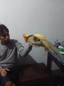 jual yellow pheasant