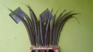 aneka jenis bulu ayam pheasant
