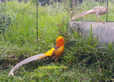 Jual Yellow Pheasant - Tersedia Remaja dan Indukan