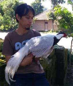 silver pheasant