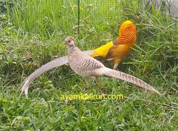 Jual Yellow Pheasant - Tersedia Remaja dan Indukan