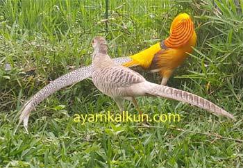 Jual Yellow Pheasant - Tersedia Remaja dan Indukan