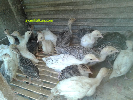 Galeri Foto Ayam Kalkun Di Peternakan Kami