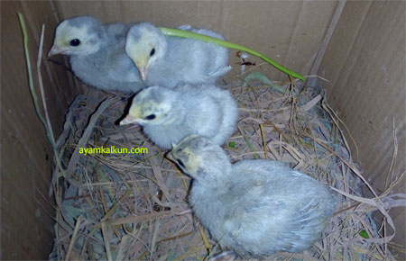 Galeri Foto Ayam Kalkun Di Peternakan Kami