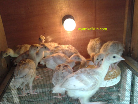 Galeri Foto Ayam Kalkun Di Peternakan Kami