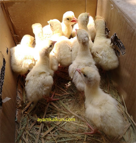 Galeri Foto Ayam Kalkun Di Peternakan Kami