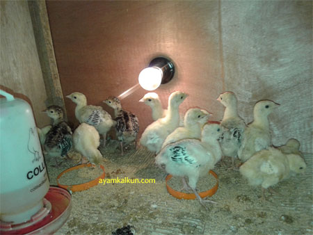 Galeri Foto Ayam Kalkun Di Peternakan Kami