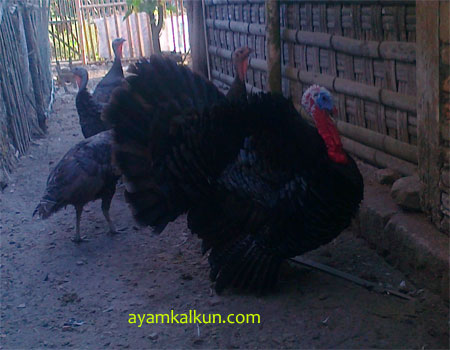 Galeri Foto Ayam Kalkun Di Peternakan Kami