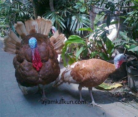 Galeri Foto Ayam Kalkun Di Peternakan Kami
