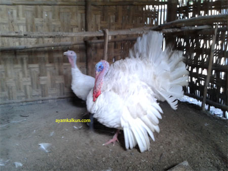 Galeri Foto Ayam Kalkun Di Peternakan Kami
