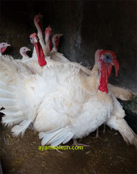 Galeri Foto Ayam Kalkun Di Peternakan Kami