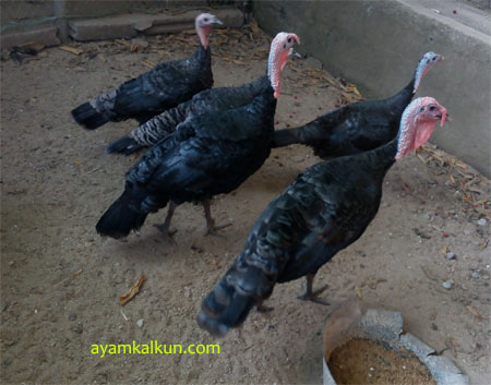 Galeri Foto Ayam Kalkun Di Peternakan Kami