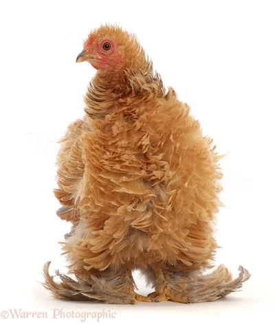 Ayam Bulu Walik / Frizzle chickens