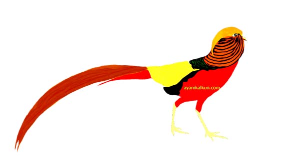 Koleksi Foto Golden Pheasant Terbaru