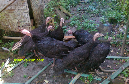 Galeri Foto Ayam Kalkun Di Peternakan Kami