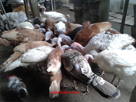 Galeri Foto Ayam Kalkun Di Peternakan Kami