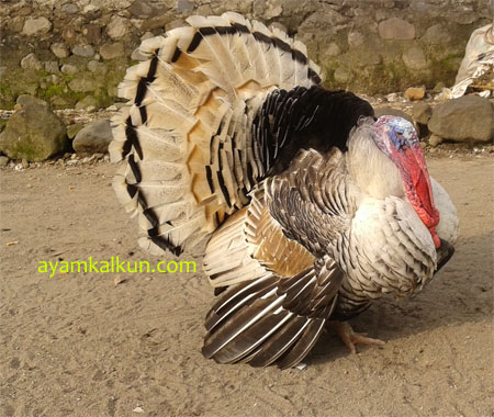 Galeri Foto Ayam Kalkun Di Peternakan Kami
