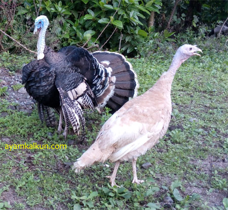 Galeri Foto Ayam Kalkun Di Peternakan Kami