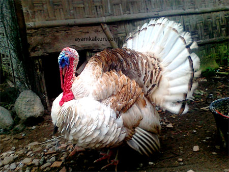 Galeri Foto Ayam Kalkun Di Peternakan Kami