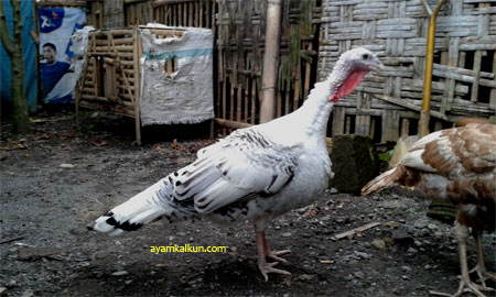Galeri Foto Ayam Kalkun Di Peternakan Kami