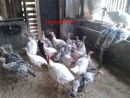 Galeri Foto Ayam Kalkun Di Peternakan Kami