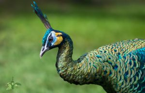 15 Fakta Burung Merak Yang Menarik Untuk Diketahui