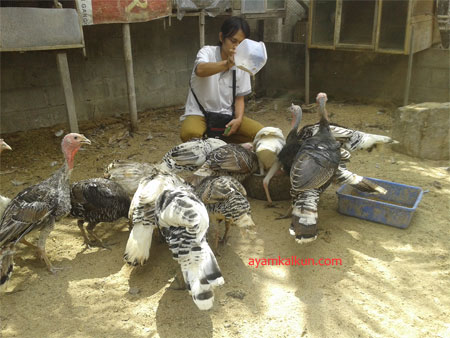 Galeri Foto Ayam Kalkun Di Peternakan Kami