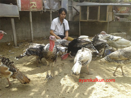 Galeri Foto Ayam Kalkun Di Peternakan Kami