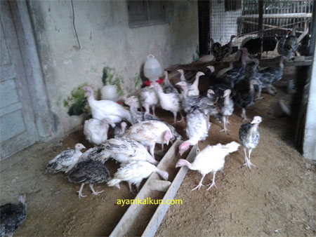 Galeri Foto Ayam Kalkun Di Peternakan Kami