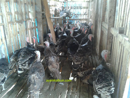 Galeri Foto Ayam Kalkun Di Peternakan Kami