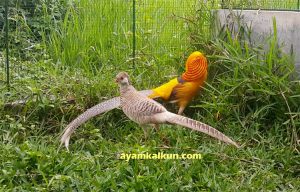yellow pheasant