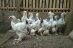 jual ayam brahma usia 3 bulanan