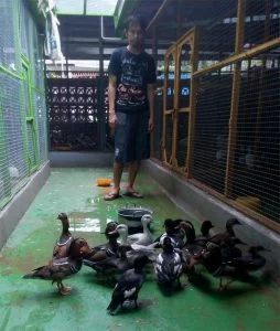 aneka jenis bebek hias