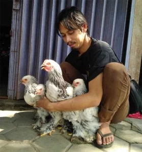 brahma chickens
