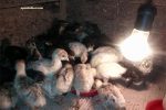 jual doc ayam kalkun