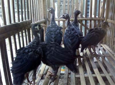 anakan ayam kalkun usia 1 bulanan