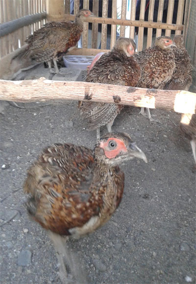 Tersedia : Anakan Ringnecked Pheasant Usia 2,5 Bulanan