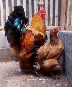 gold partridge brahma chickens male and female