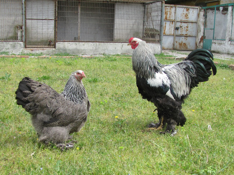 dark brahma chickens