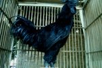 ayam cemani