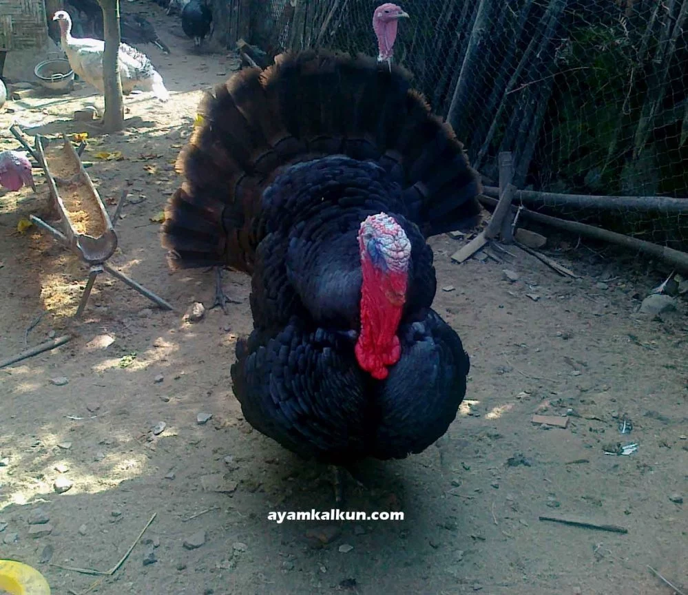 ayam kalkun hitam
