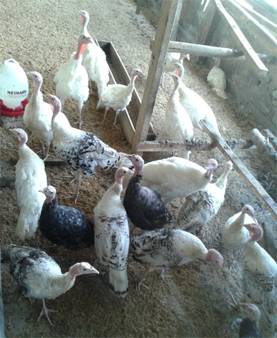 ayam kalkun remaja usia 3-4 bulanan