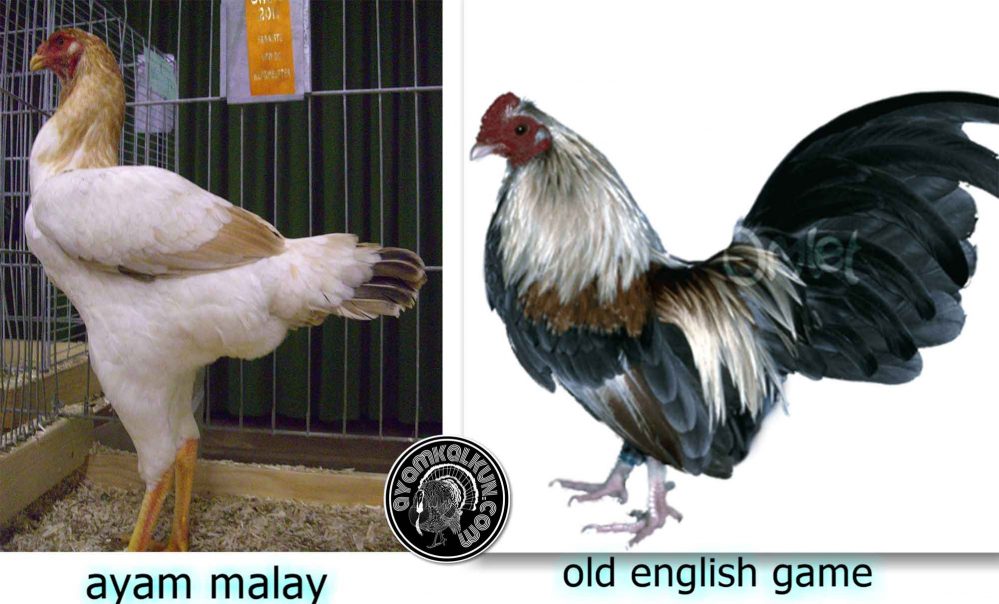 ayam malay dan old english game chicken