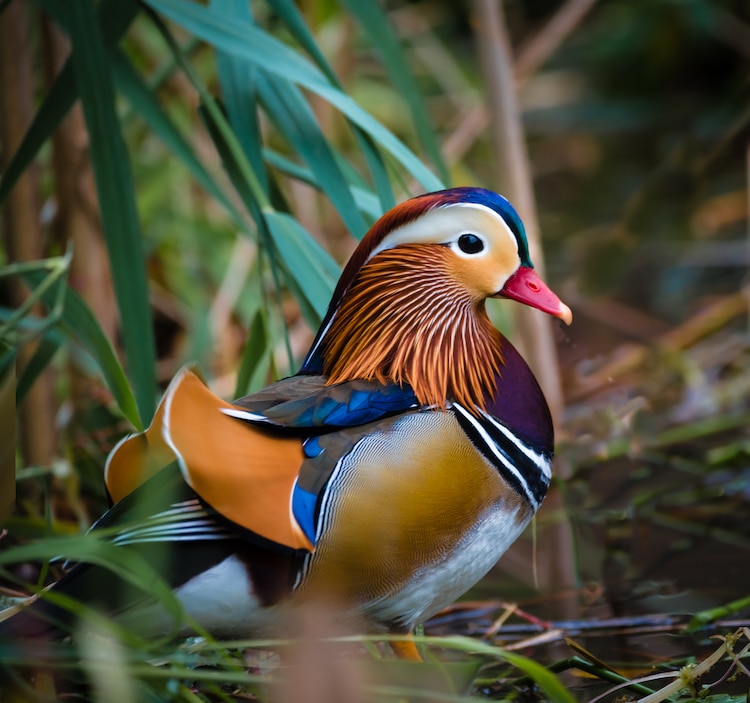 bebek mandarin / mandarin duck