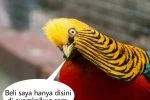 harga ayam golden pheasant