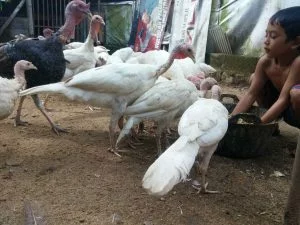ternak kalkun putih