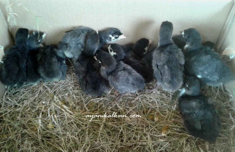 bibit kalkun black spanish