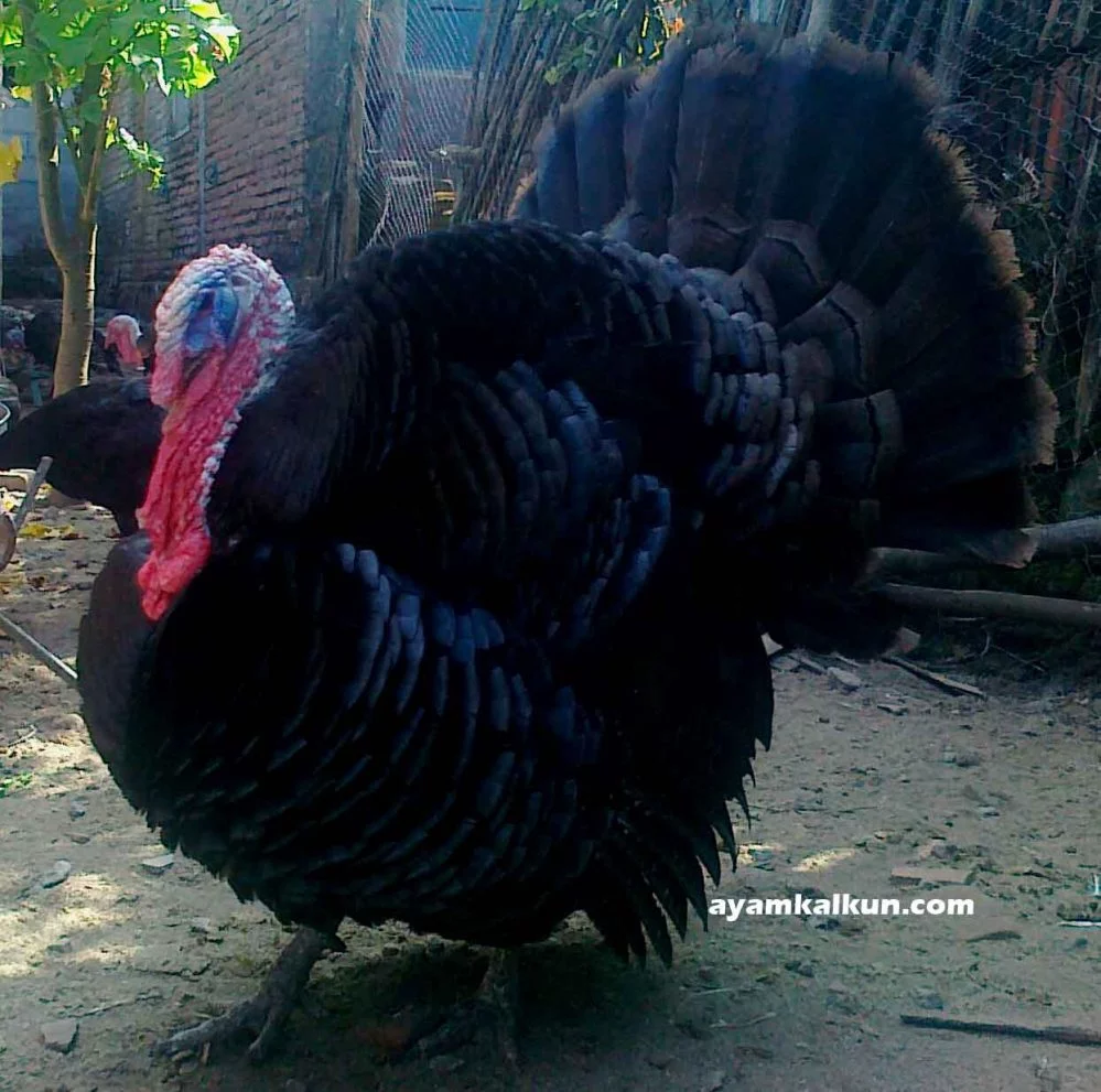 black spanish turkeys